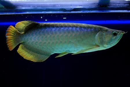 支招：水族箱灯管的选择