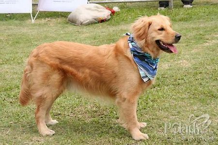 名犬遭强奸生一窝混血小狗