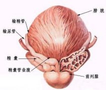 四类症状需排查前列腺炎